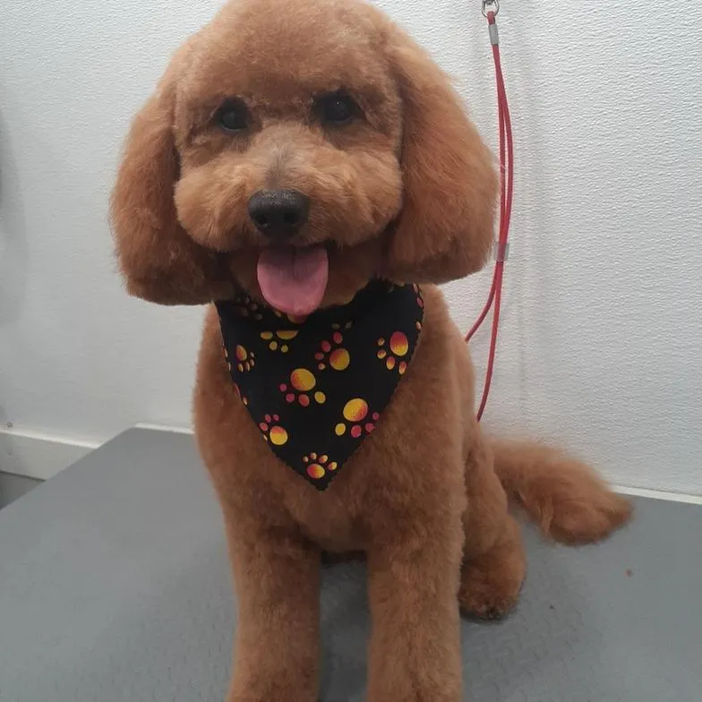 Apricot doodle after grooming with a paw-print bandana