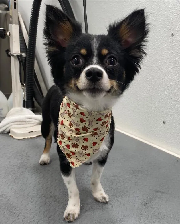 Black and white Chihuahua after grooming with a patterned bandana