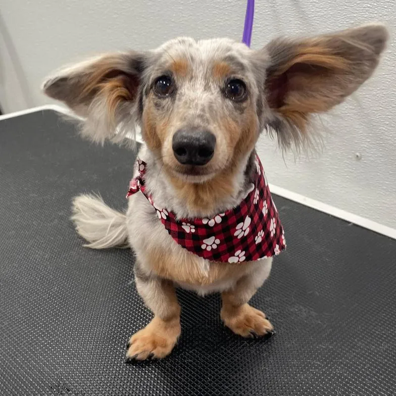 Long-haired dachshund after grooming with a red bandana