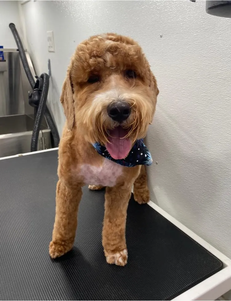 Freshly groomed golden doodle wearing a bandana