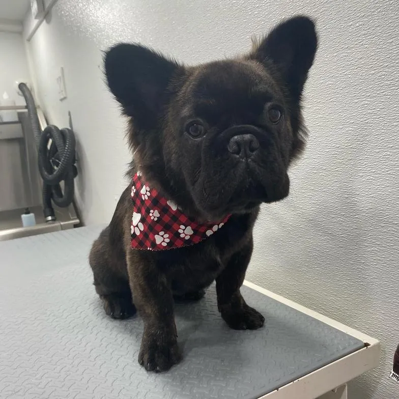 Black French bulldog after grooming with a red bandana