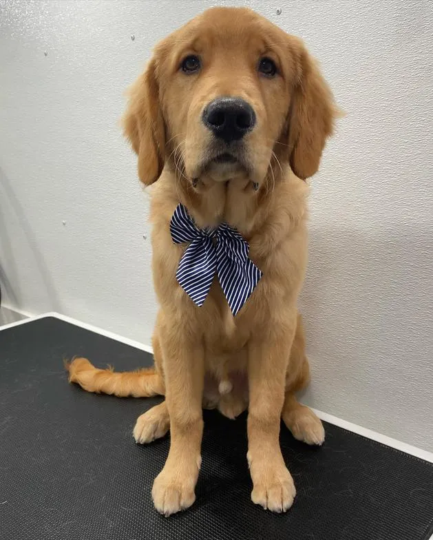 Golden retriever puppy after grooming with a blue bow