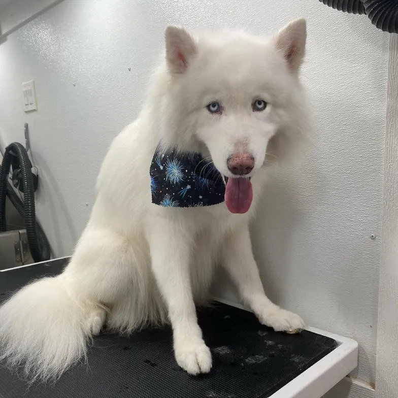 White husky after grooming with a dark bandana