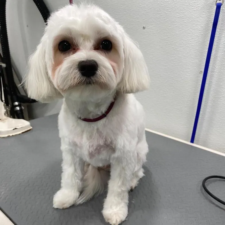 Freshly trimmed white Maltese on a grooming table