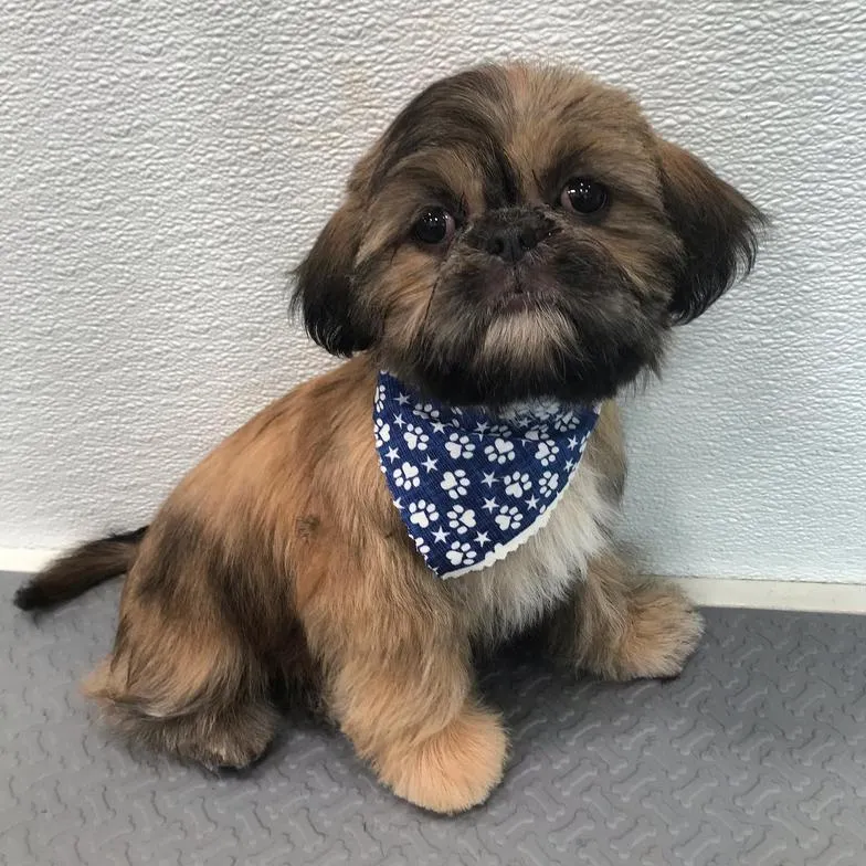 Small brown puppy after grooming with a blue bandana