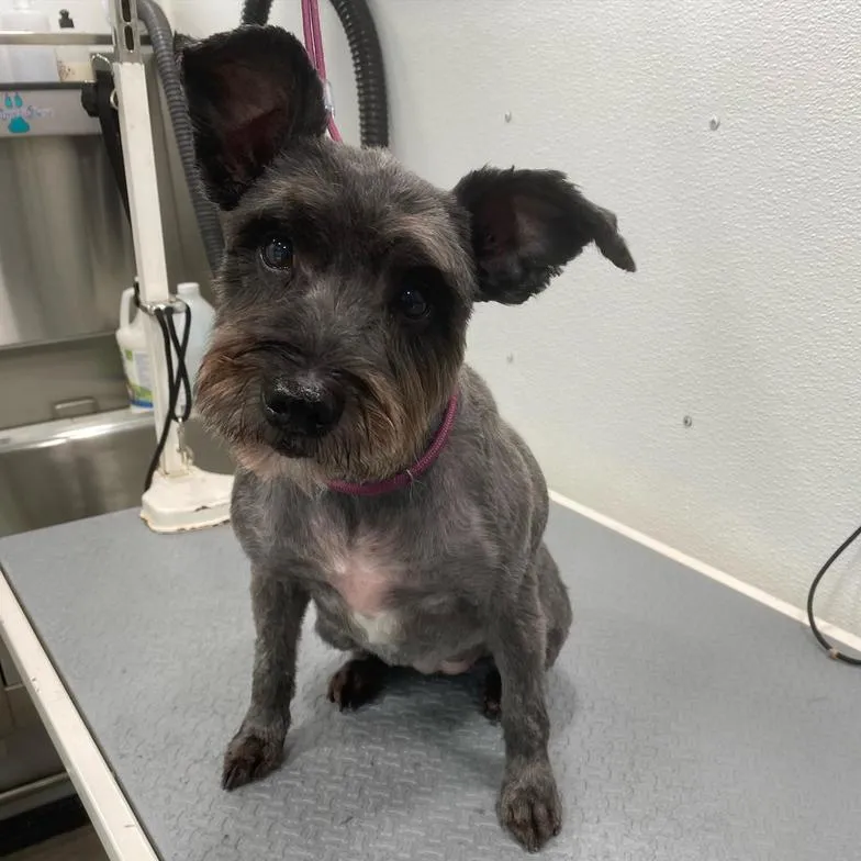 Small gray dog after a close summer groom