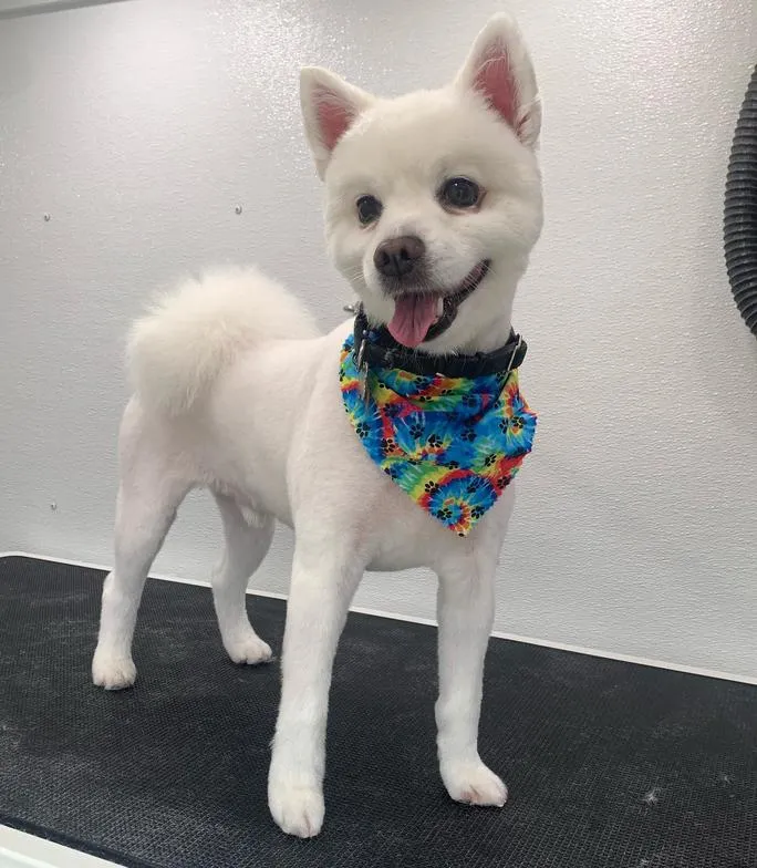 Small white dog after grooming with a colorful bandana